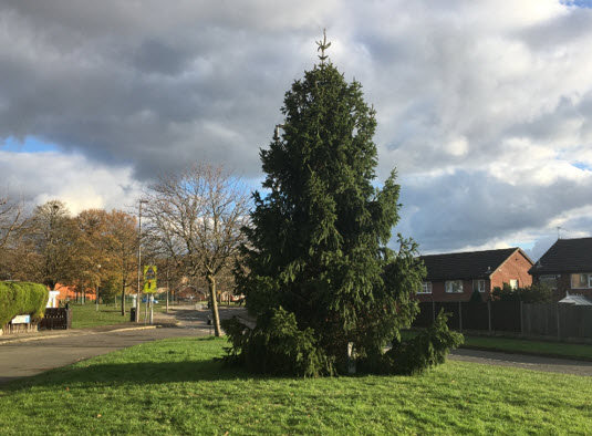 Christmas Tree on Bewcastle Road, Warren Hill, Arnold, Nottingham
